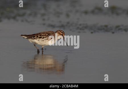 Pondeuses à bec large de l'est (Calidris falcinellus sibiricus, Limicola falcinellus sibirica), en plumage d'été, en Thaïlande, Khok Kham Banque D'Images