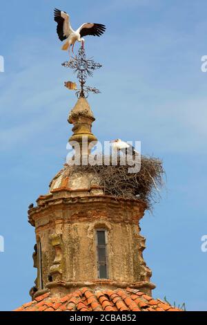 Ciconie blanche (Ciconia ciconia), couple de reproduction sur un clocher d'église, France Banque D'Images