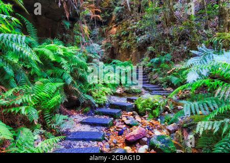 Faites des marches en pierre à travers Shallow creek dans les Blue Mountains d'Australie sur la piste de randonnée du Grand Canyon. Banque D'Images