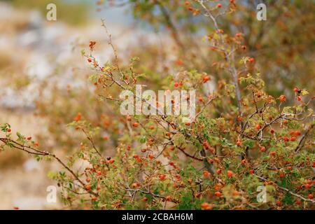 Baies de rosehip rouges sur les branches de l'arbuste. Banque D'Images