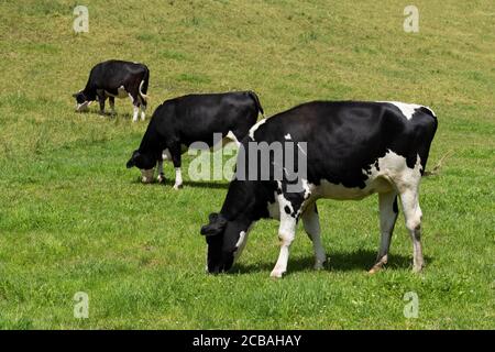 Trois vaches mangeant, noires et blanches sur un pré Banque D'Images