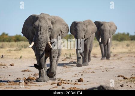 Trois éléphants en ligne sur les appartements de Savuti in Après-midi lumière du soleil au Botswana Banque D'Images