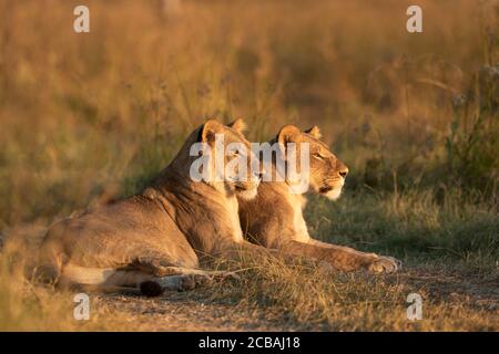 Deux femmes de la lionne couchée en regardant le coucher du soleil à Khwai Okavango Delta Botswana Banque D'Images