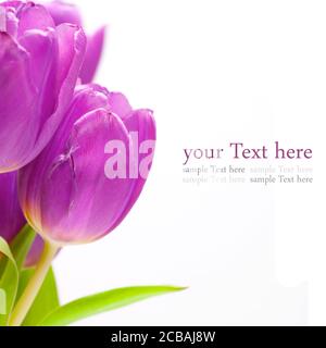 Gros plan de fleurs de tulipe violette sur fond blanc Banque D'Images