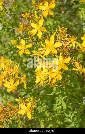 Millepertuis ou millepertuis. (Hypericum perforatum.) Banque D'Images