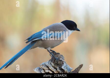 Cyanopica cyanus. Le magpie à ailes d'azur est un oiseau relativement mince de taille moyenne, de longue queue et de vol très rapide d'ailes. Banque D'Images