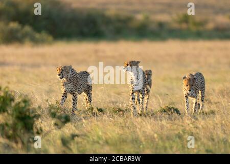 Quatre frères de guépard marchant ensemble au coucher du soleil à Masai Mara Au Kenya Banque D'Images