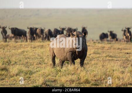 Rhinocéros noir adulte debout devant le troupeau le plus sauvage lumière dorée de l'après-midi dans les plaines de Masai Mara au Kenya Banque D'Images