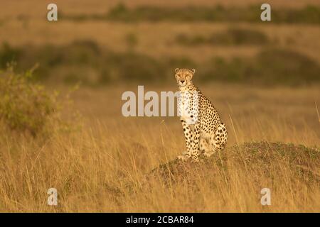 Guépard adulte assis debout sur un monticule en regardant le coucher du soleil À Masai Mara Kenya Banque D'Images