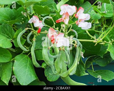 Fleurs rouges et blanches et haricots en développement sur une plante naine de haricots, variété Hestia Banque D'Images