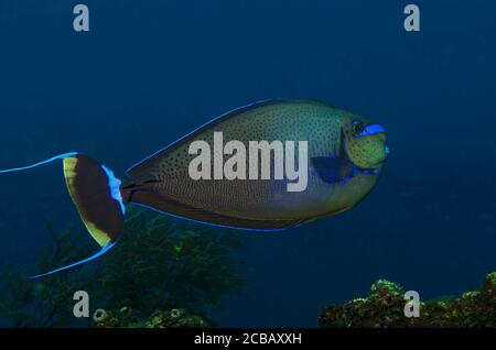 Bignose Unicornfish, Naso vlamingii, Tulamben, Bali, Indonésie Banque D'Images