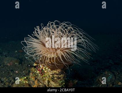 Tube à fleurs Anemone, Cerianthus filiformis, Tulamben, Bali, Indonésie Banque D'Images