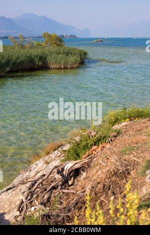 Lac de végétation et eaux claires bleues sur l'île de San Biagio, Manerba del Garda, lac de Garde, Lombardie, Italie. Tir vertical. Banque D'Images
