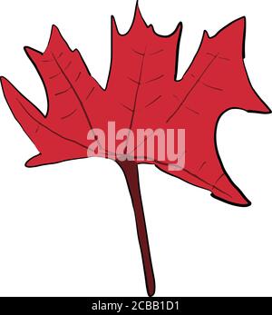Illustration vectorielle de la feuille d'érable Illustration de Vecteur