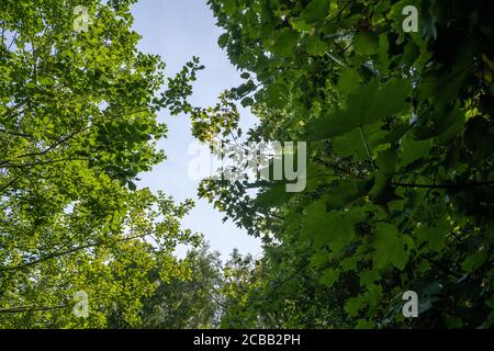 En regardant dans les arbres lors d'une chaude journée d'été au Royaume-Uni. Banque D'Images