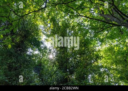 En regardant dans les arbres lors d'une chaude journée d'été au Royaume-Uni. Banque D'Images