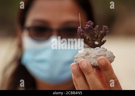Badung, Bali, Indonésie. 12 août 2020. Une femme portant le masque apporte les récifs coralliens transplantés. Des milliers de récifs coralliens ont été cultivés avec succès depuis l'an 2011 à Pandawa Beach. Bali fera de Pandawa Beach l'un des récifs coralliens de conservation en Indonésie, pour soutenir l'éco-tourisme maritime. (Image de crédit : © Dicky BisinglasiZUMA Wire) Banque D'Images