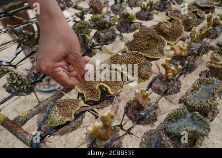Badung, Bali, Indonésie. 12 août 2020. Récifs coralliens disposés sur le rack. Des milliers de récifs coralliens ont été cultivés avec succès depuis l'an 2011 à Pandawa Beach. Bali fera de Pandawa Beach l'un des récifs coralliens de conservation en Indonésie, pour soutenir l'éco-tourisme maritime. (Credit image: © Dicky BisinglasiZUMA Wire) Credit: ZUMA Press, Inc./Alamy Live News Banque D'Images
