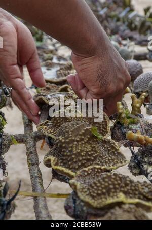 Badung, Bali, Indonésie. 12 août 2020. Récifs coralliens disposés sur le rack. Des milliers de récifs coralliens ont été cultivés avec succès depuis l'an 2011 à Pandawa Beach. Bali fera de Pandawa Beach l'un des récifs coralliens de conservation en Indonésie, pour soutenir l'éco-tourisme maritime. (Credit image: © Dicky BisinglasiZUMA Wire) Credit: ZUMA Press, Inc./Alamy Live News Banque D'Images