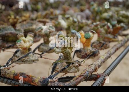 Badung, Bali, Indonésie. 12 août 2020. Le rack des récifs coralliens. Des milliers de récifs coralliens ont été cultivés avec succès depuis l'an 2011 à Pandawa Beach. Bali fera de Pandawa Beach l'un des récifs coralliens de conservation en Indonésie, pour soutenir l'éco-tourisme maritime. (Credit image: © Dicky BisinglasiZUMA Wire) Credit: ZUMA Press, Inc./Alamy Live News Banque D'Images