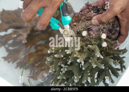 Badung, Bali, Indonésie. 12 août 2020. Le processus de transplantation des récifs coralliens.des milliers de récifs coralliens ont été cultivés avec succès depuis l'an 2011 à Pandawa Beach. Bali fera de Pandawa Beach l'un des récifs coralliens de conservation en Indonésie, pour soutenir l'éco-tourisme maritime. (Credit image: © Dicky BisinglasiZUMA Wire) Credit: ZUMA Press, Inc./Alamy Live News Banque D'Images