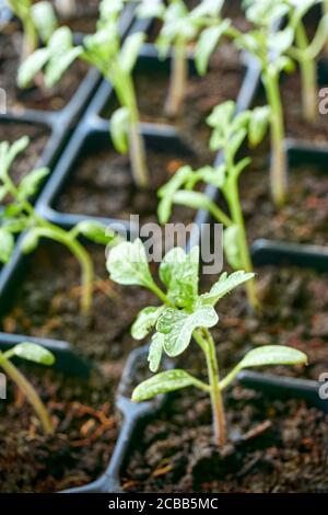 Gros plan de plants de tomate transplantés avec des gouttes d'eau dans un récipient en plastique noir. Concept de printemps de jardinage à la maison. Image verticale. Banque D'Images