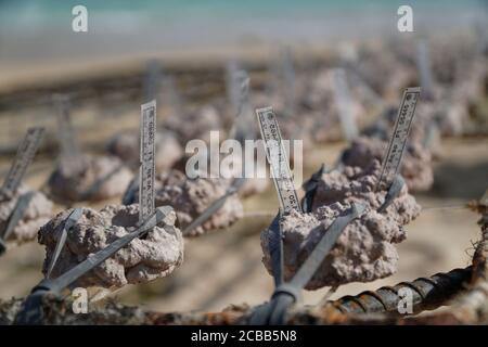 Badung, Bali, Indonésie. 12 août 2020. Récifs coralliens. Des milliers de récifs coralliens ont été cultivés avec succès depuis l'an 2011 à Pandawa Beach. Bali fera de Pandawa Beach l'un des récifs coralliens de conservation en Indonésie, pour soutenir l'éco-tourisme maritime. (Credit image: © Dicky BisinglasiZUMA Wire) Credit: ZUMA Press, Inc./Alamy Live News Banque D'Images