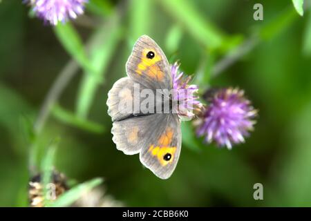 Papillon Gatekeeper Banque D'Images