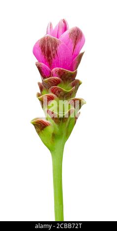 Tulipe de Siam rose isolée sur fond blanc Banque D'Images