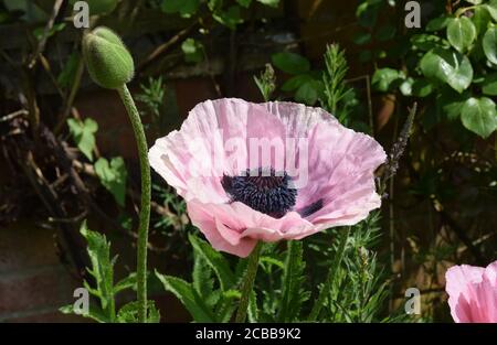 coquelicots orientaux roses Banque D'Images