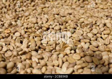 Beaucoup de grains de café Balinais Luwak Banque D'Images