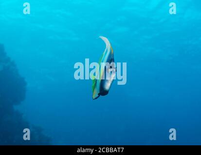 Vue de face de lannerfish à longues nageoires, Heniochus acuminatus, Bali, Indonésie Banque D'Images