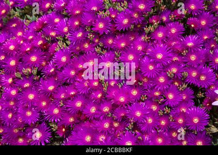 Floraison dense Hardy ou Iceplant de fin Delosperma cooperi aka Pink moquette Banque D'Images