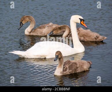 Cygnes femelles adultes avec trois cygnes muets de 3 mois (Cygnus olor) nageant dans un réservoir au soleil d'été, Lothian est, Écosse, Royaume-Uni Banque D'Images