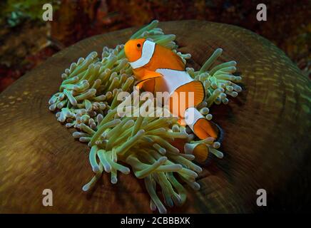 Clown Anemonefish, Amphiprion percula, Anemone, Tulamben, Bali, Indonésie Banque D'Images