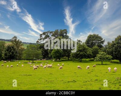 Pâturage des moutons au Yorkshire Sculpture Park. West Bretton, West Yorkshire, Royaume-Uni. Banque D'Images