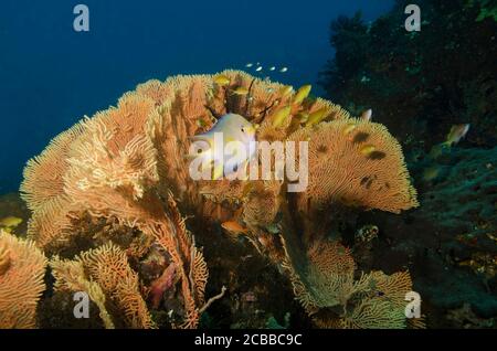 Golden Damsel, Amblyglyphidodon aureus, devant un grand éventail de corail, Tulamben, Bali, indonésie Banque D'Images