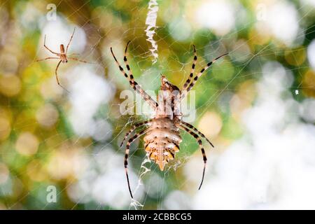 l'agriopa est une araignée de guêpe toxique lobulée d'une espèce terrible peinte dans une bande noire et jaune. Araignées de jardin dangereuses. Argiope lobata Banque D'Images