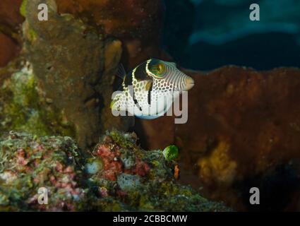 toby à selles noires, Canthigaster amboinensis, on a Coral Reef, Tulamben, Bali, Indonésie Banque D'Images