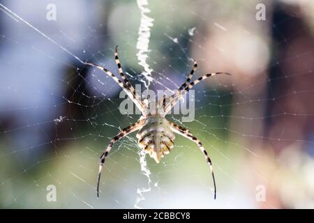 l'agriopa est une araignée de guêpe toxique lobulée d'une espèce terrible peinte dans une bande noire et jaune. Araignées de jardin dangereuses. Argiope lobata Banque D'Images