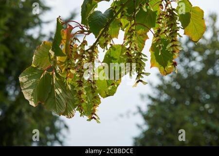 Père davids Maple, Peregrine’s Davids ou Snakesbark Maple, (Acer davidii) été, dans un jardin anglais, East Yorkshire, Angleterre, Royaume-Uni, GB. Banque D'Images