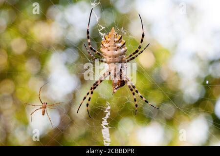 l'agriopa est une araignée de guêpe toxique lobulée d'une espèce terrible peinte dans une bande noire et jaune. Araignées de jardin dangereuses. Argiope lobata Banque D'Images