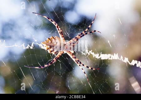 l'agriopa est une araignée de guêpe toxique lobulée d'une espèce terrible peinte dans une bande noire et jaune. Araignées de jardin dangereuses. Argiope lobata Banque D'Images