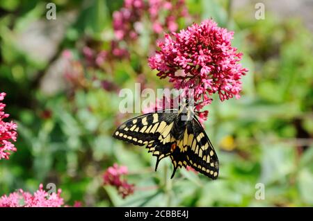 Papillon à queue d'aronde (Papilio machaon britannicus) Nourrissant les fleurs du jardin dans les Norfolk Broads Banque D'Images