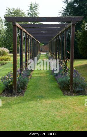 Une longue pergola avec de grandes touffes de lavande anglaise ( Lavandula angustifolia) en croissance à la base, Angleterre, Royaume-Uni, GB, Banque D'Images