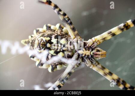 l'agriopa est une araignée de guêpe toxique lobulée d'une espèce terrible peinte dans une bande noire et jaune. Araignées de jardin dangereuses. Argiope lobata Banque D'Images