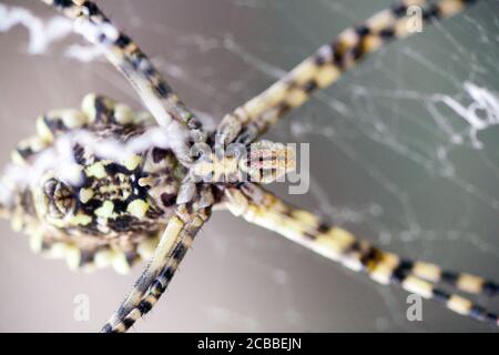 l'agriopa est une araignée de guêpe toxique lobulée d'une espèce terrible peinte dans une bande noire et jaune. Araignées de jardin dangereuses. Argiope lobata Banque D'Images