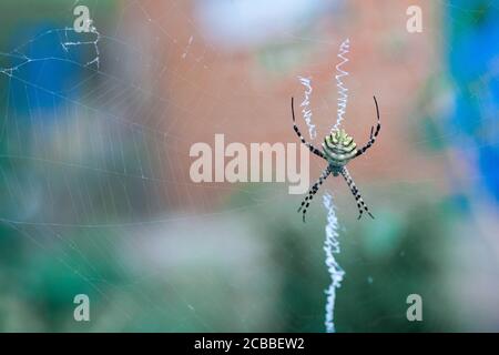 l'agriopa est une araignée de guêpe toxique lobulée d'une espèce terrible peinte dans une bande noire et jaune. Araignées de jardin dangereuses. Argiope lobata Banque D'Images