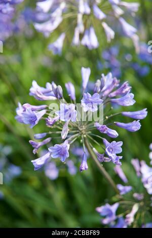Nénuphars ou nénuphars du Nil (Agapanthus praecox) plantes énormes pendant l'été, dans un jardin anglais, East Yorkshire, Angleterre, Royaume-Uni, GB. Banque D'Images