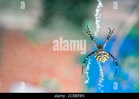 l'agriopa est une araignée de guêpe toxique lobulée d'une espèce terrible peinte dans une bande noire et jaune. Araignées de jardin dangereuses. Argiope lobata Banque D'Images